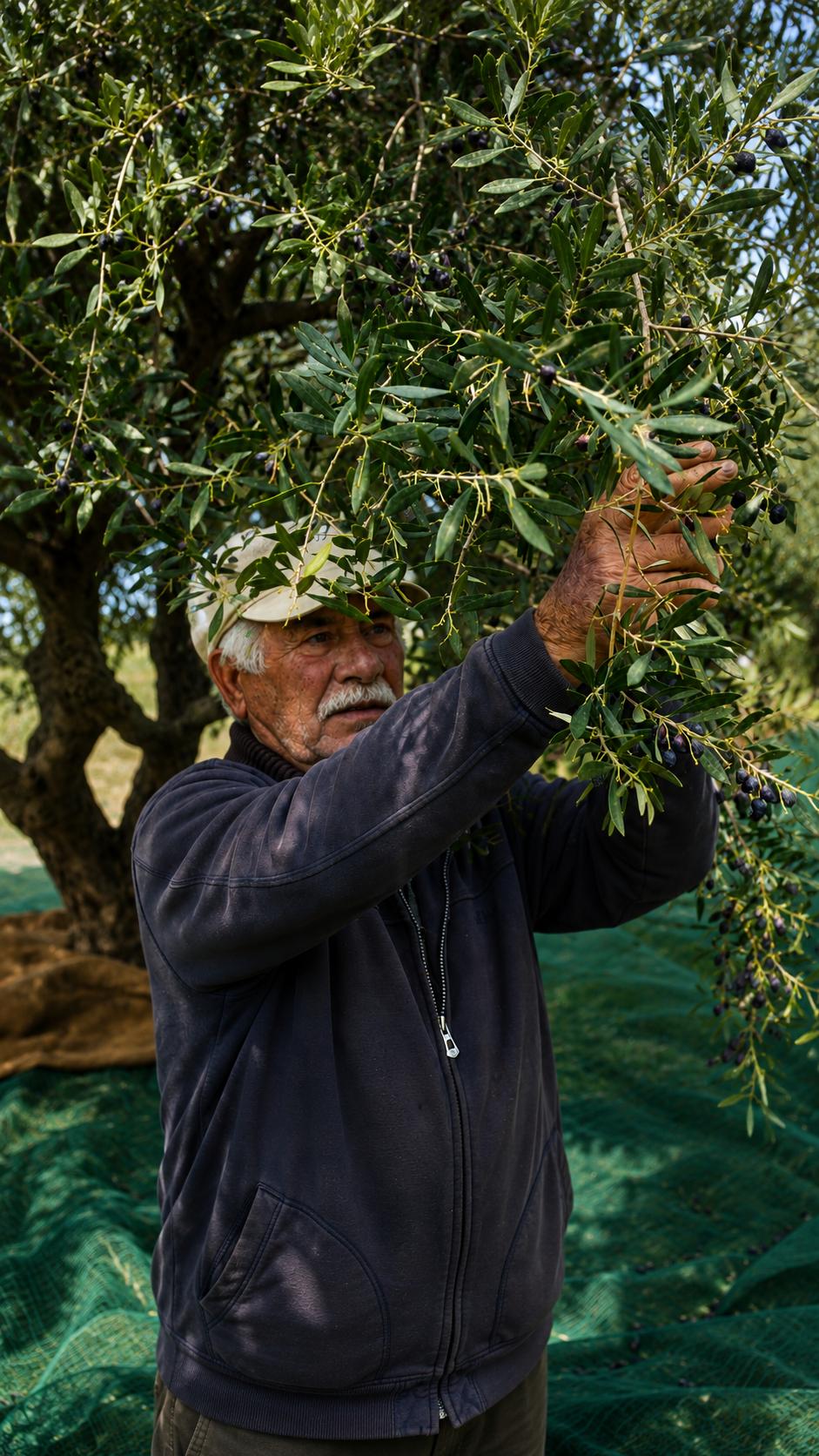 olive oil harvest 4 crete elasion