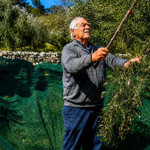 OLIVES 2 ELASION