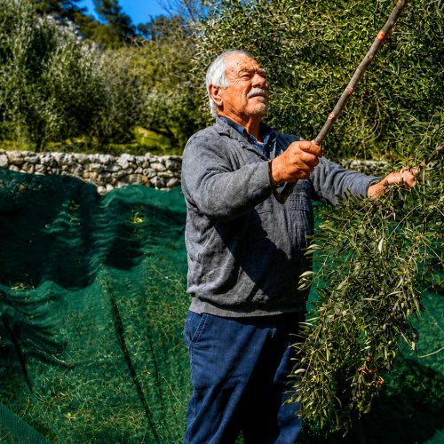 OLIVES 2 ELASION