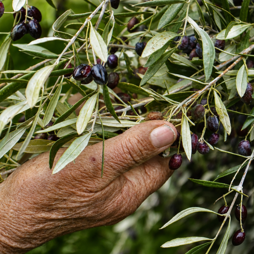 OLIVES ELASION