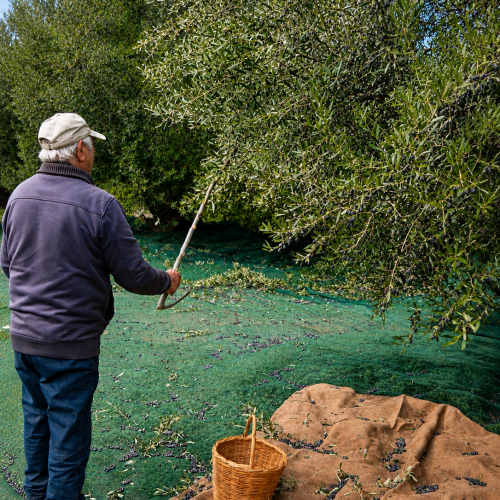 olive harvest elasion